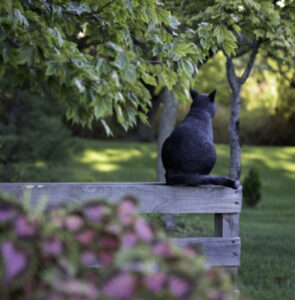 Unico nel suo genere: questo gatto speciale e antichissimo esiste e vive solo su un’isola italiana