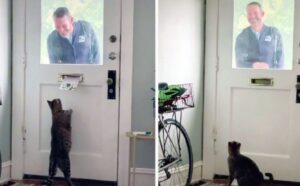 La gattina diventa incredibilmente felice quando al mattino arriva il suo amico postino (VIDEO)