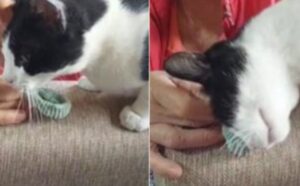 Il gatto fa piangere il mondo quando annusa i vestiti della sua mamma umana volata in cielo