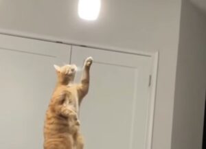 Il gatto arancione rimane completamente imbambolato davanti ad una semplice lampadina (VIDEO)