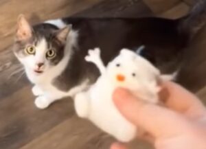 Il gatto bicolore rimane sorpreso davanti al gioco che gli propone il padrone (VIDEO)