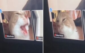 Nacho, il gatto che proprio non sopporta le call di lavoro (VIDEO)