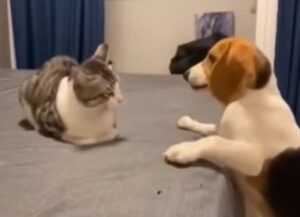 Il povero gatto viene importunato dal Beagle invadente (VIDEO)