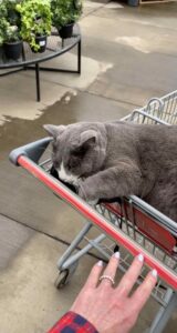 Gatto salta sul carrello di una donna sconosciuta che stava facendo la spesa