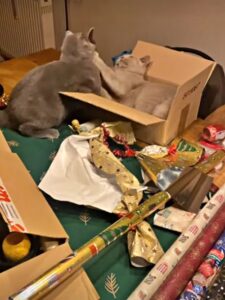 I due gattini non smettono di lottare fra i pacchetti regalo del Natale