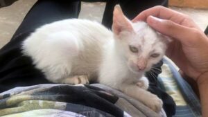 L’uomo schiaccia un pisolino e al suo risveglio trova un gatto che dorme sul suo grembo