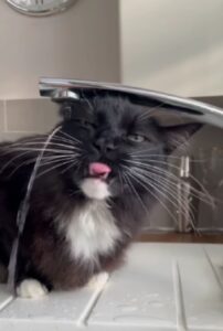 Il gattone è alle prese con il rubinetto dell’acqua, ma non sembra gradire la novità (VIDEO)