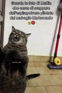 Il gatto protagonista di questa storia si chiama Muffin ed è qui per rallegrare la vostra giornata (VIDEO)