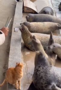 Il gattino coraggioso combatte contro le foche per accaparrarsi il pesce migliore (VIDEO)