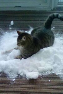 Il gatto domestico è ossessionato dalla neve: la sua famiglia trova un modo per fargliela godere