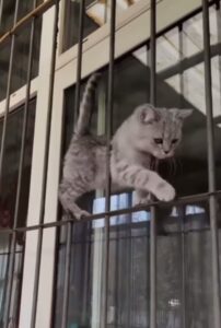 Il gattino inventa una particolare coreografia sulle note di una canzone e fa impazzire gli utenti (VIDEO)