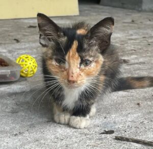 Gattina chiede aiuto ad una donna e qualche giorno dopo i suoi fratellini la raggiungono