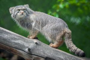 Gatto raro scoperto per la prima volta sulla montagna più alta del mondo