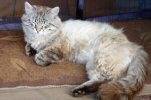 Gatto scomparso ritrova la sua famiglia dopo 10 anni: era finito a 420km di distanza