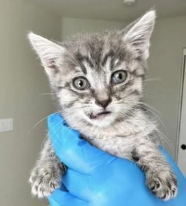 Il gattino con la mascella rotta che viveva sotto una roulotte ha cambiato vita grazie agli umani gentili