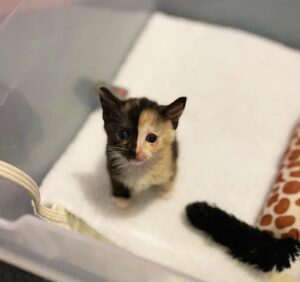 La gattina abbandonata non molla e trova un papà adottivo fantastico