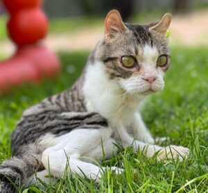 Sasha, il gatto con una rara malattia vola dall’Italia al Canada per trovare la sua famiglia per sempre