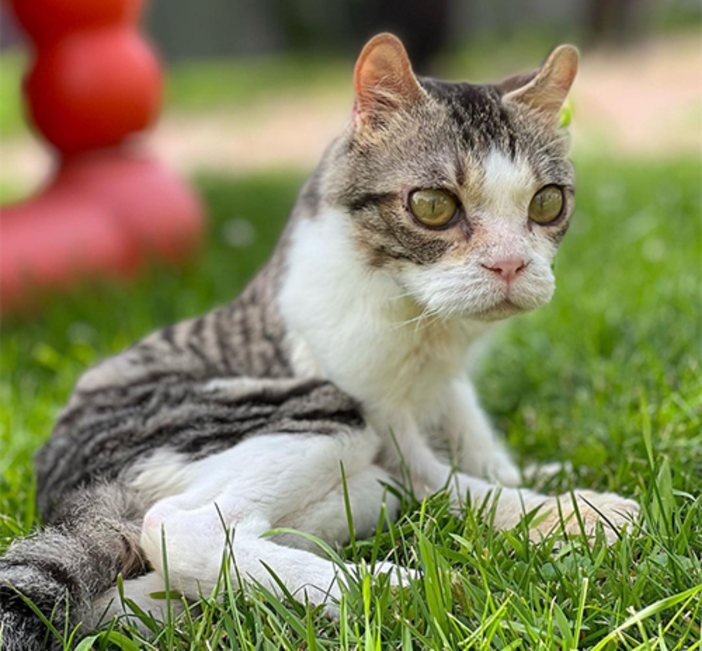 gatto sul prato