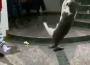 Un gatto davvero agile blocca il pallone che gli tira la padrona come se fosse un portiere (VIDEO)