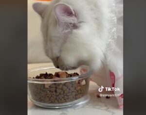 Il gatto goloso vuole mangiare quanti più croccantini possibili: spalanca al massimo la bocca