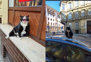 Il gatto si trasforma in un’attrazione turistica e viene persino ben recensito