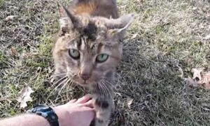 Il gatto smarrito che aveva bisogno di aiuto ha fatto amicizia con un viaggiatore: così è cambiato tutto