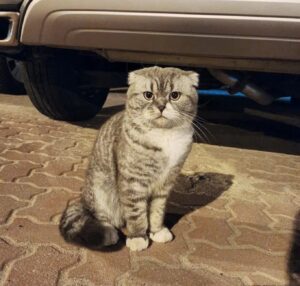 Il gatto vaga per strada in cerca di aiuto e attraversa l’oceano per stare con la sua famiglia per sempre