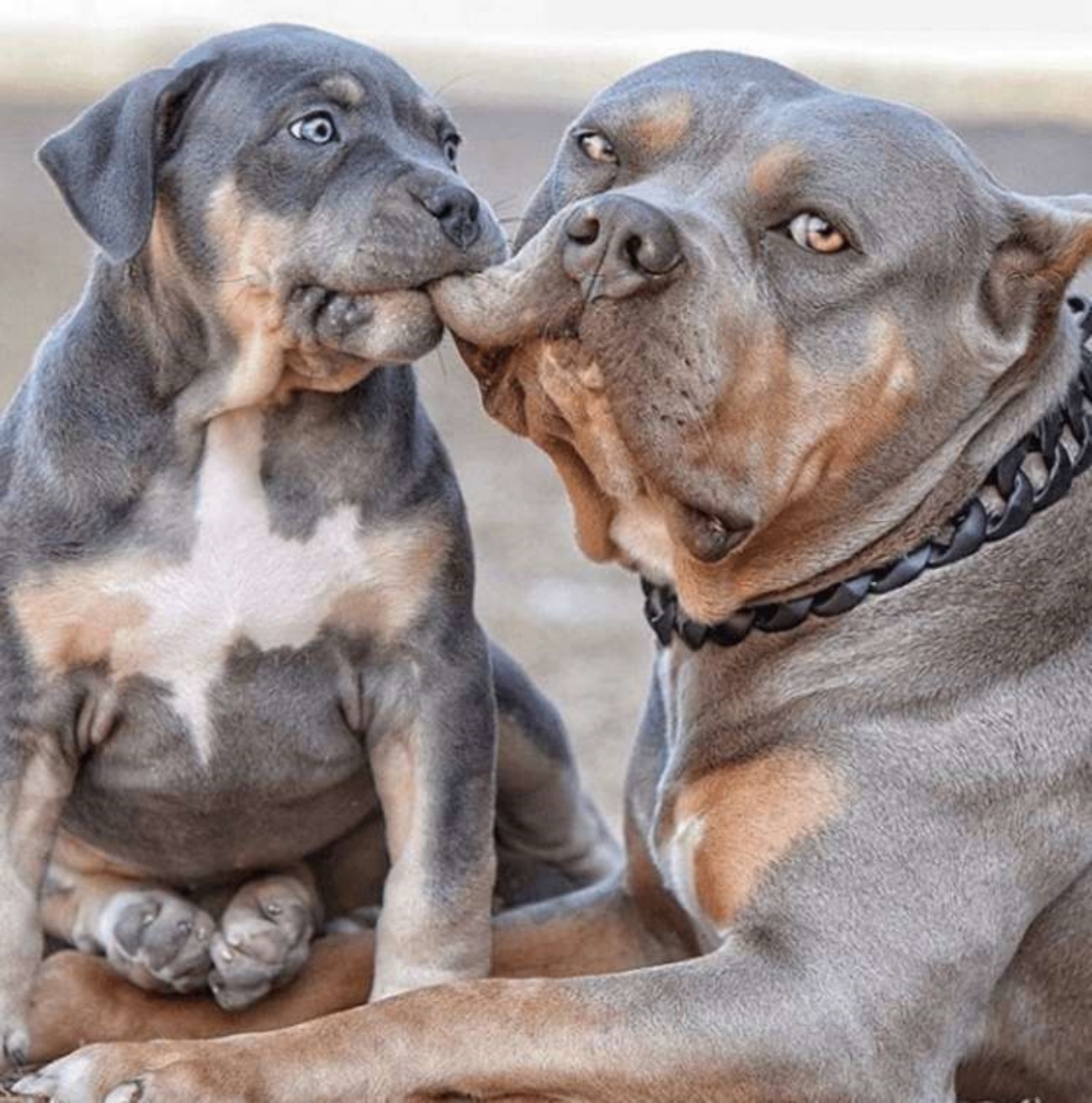 cucciolo e cagnolone