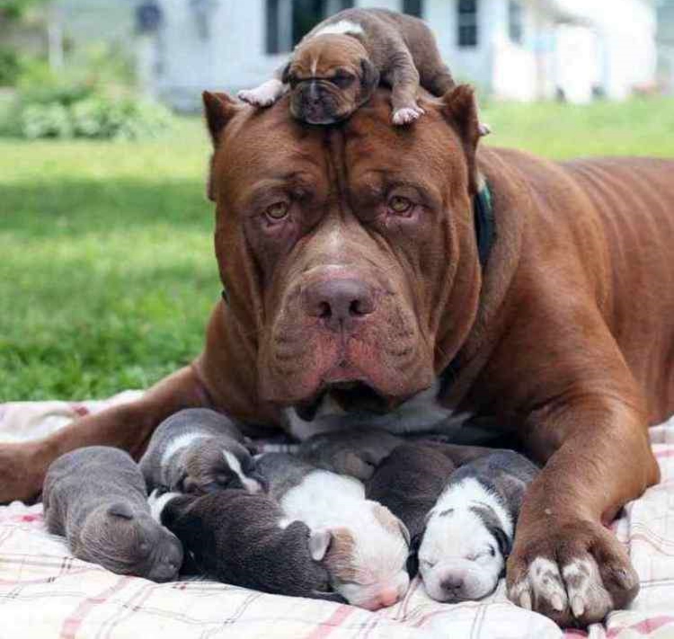 piccoli e mamma cane