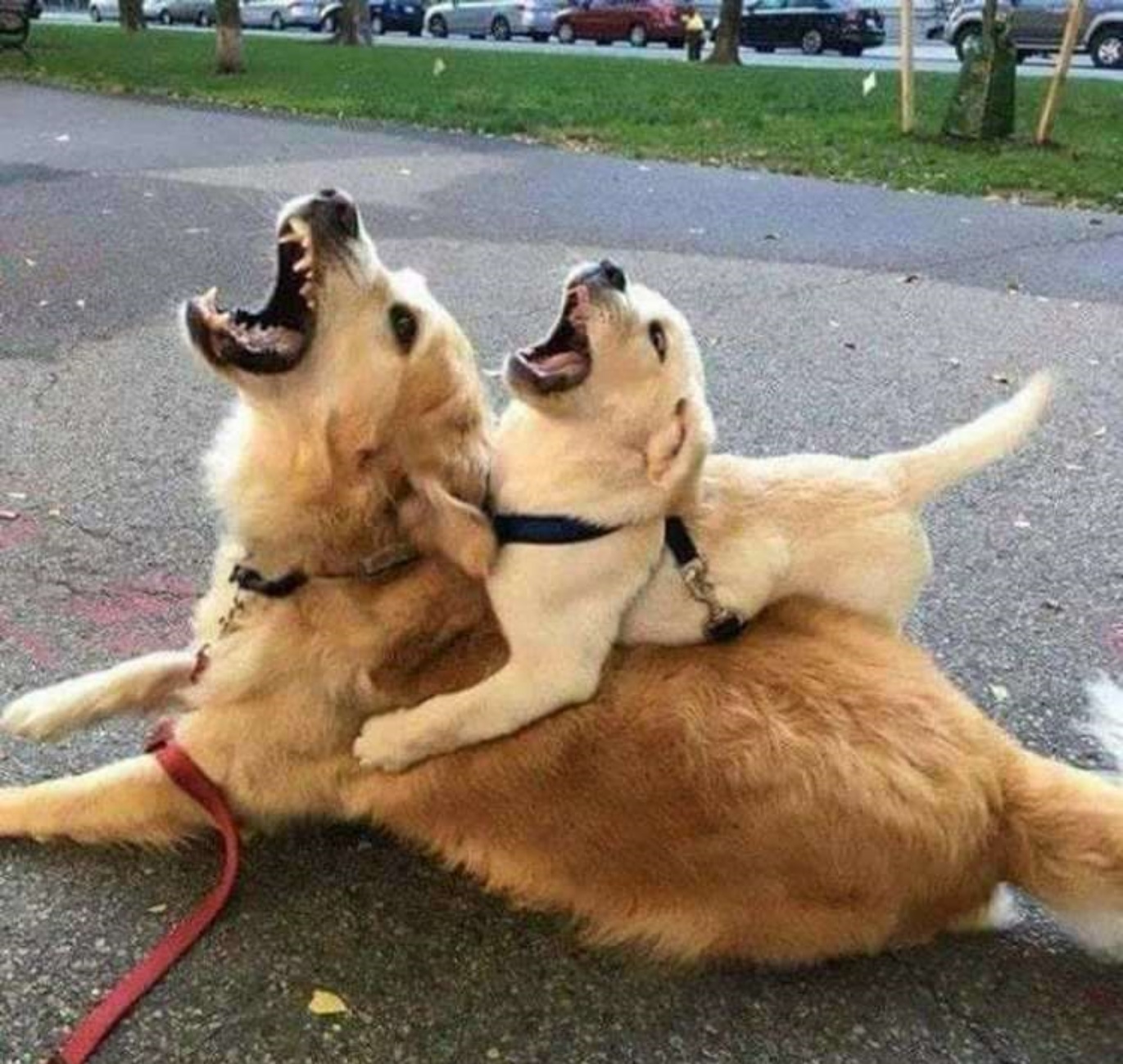 mamma cane e cucciolo