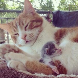 Questo gatto maschio è diventato il papà surrogato più adorabile che si sia mai visto