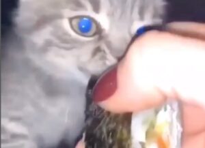 Un gattino addenta un pezzo di sushi e la proprietaria non riesce a toglierglielo dalla bocca (VIDEO)