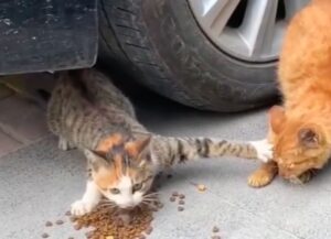 Un gatto molto affamato sceglie di non condividere le sue crocchette con un amico (VIDEO)