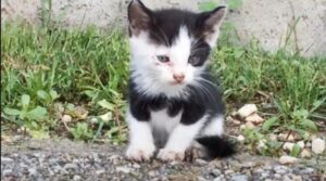 Un gattino piccolissimo, bianco e nero, corre come un matto verso l’uomo che lo salverà