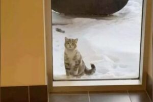 Un bellissimo gatto randagio appare all’ingresso della caserma dei Vigili del Fuoco e chiede aiuto