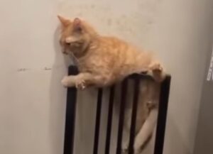 Il gatto arancione ha finalmente trovato il suo posto in casa…o forse no (VIDEO)