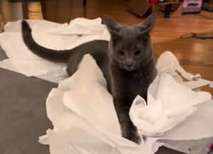 Il gatto grigio gioca con un foglio di carta in una scena davvero simpatica (VIDEO)