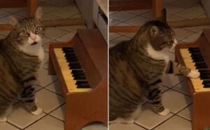 Chiamatelo Miaozart: questo gatto ha un piccolo pianoforte che suona quando è affamato