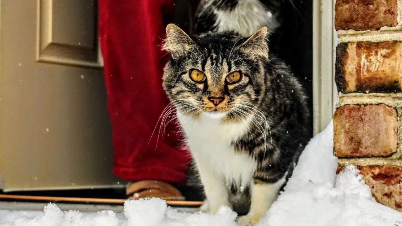 gatto in clima freddo