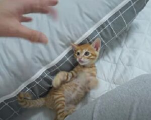 Il gattino si sforza e si risforza, ma la mano del suo papà umano continua a sfuggirgli