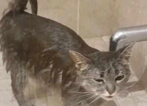 La proprietaria di questo gatto non crede ai suoi occhi: il suo amato micio adora l’acqua