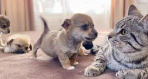 “Che cos’è questo?”: il gatto vede un cucciolo di cane per la prima volta e rimane interdetto