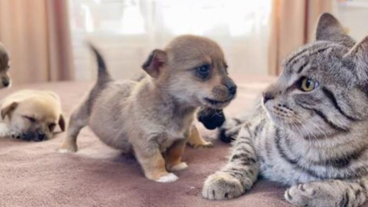 Un gatto che guarda interdetto un cucciolo di cane