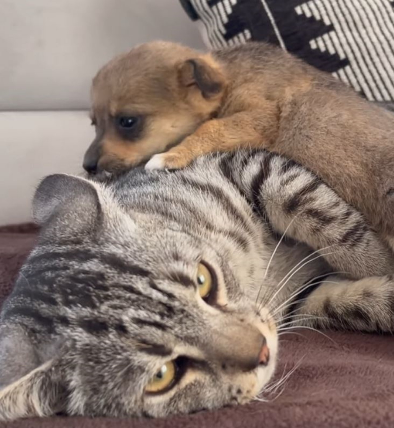 Un gatto grigio insieme ad un cucciolo di cane