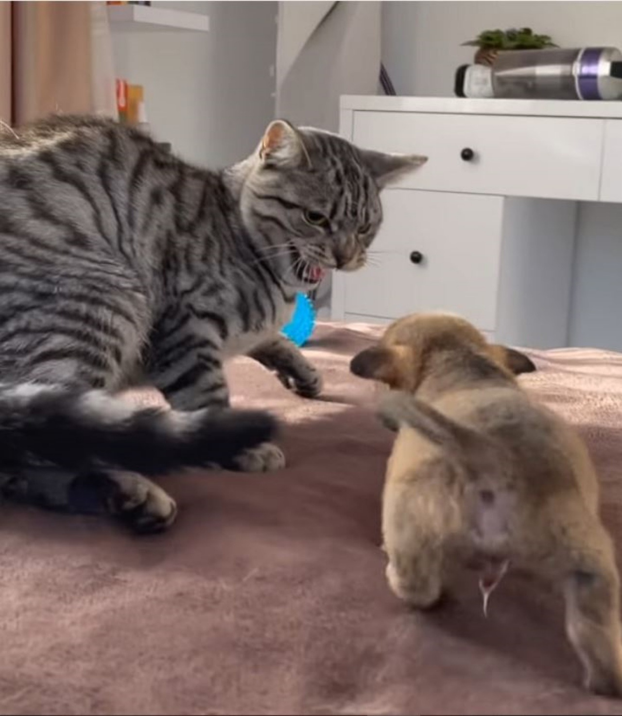 Un gatto grigio che soffia ad un cane