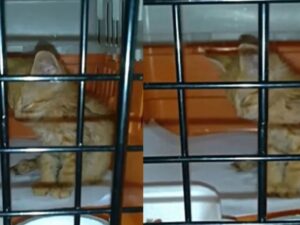 Il gattino ha tanta paura di addormentarsi: gli sembra di essere ancora per strada e in pericolo