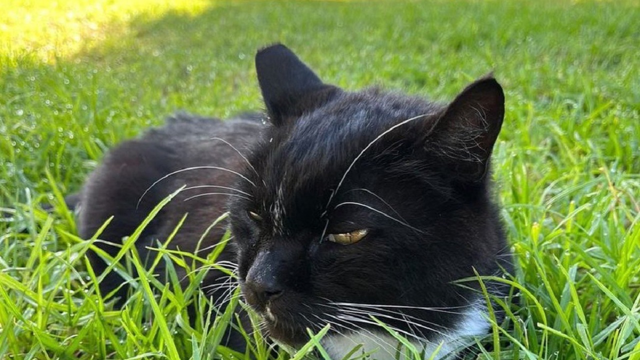 Gatto nero con macchie bianche sull'erba