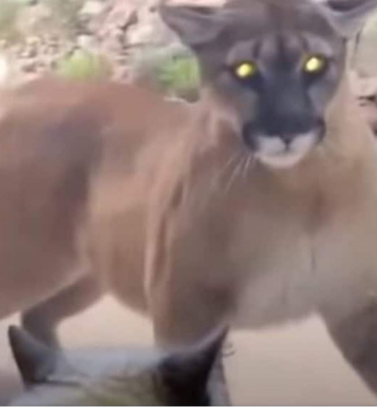 Un Puma davanti ad una finestra diuna casa in Colorando