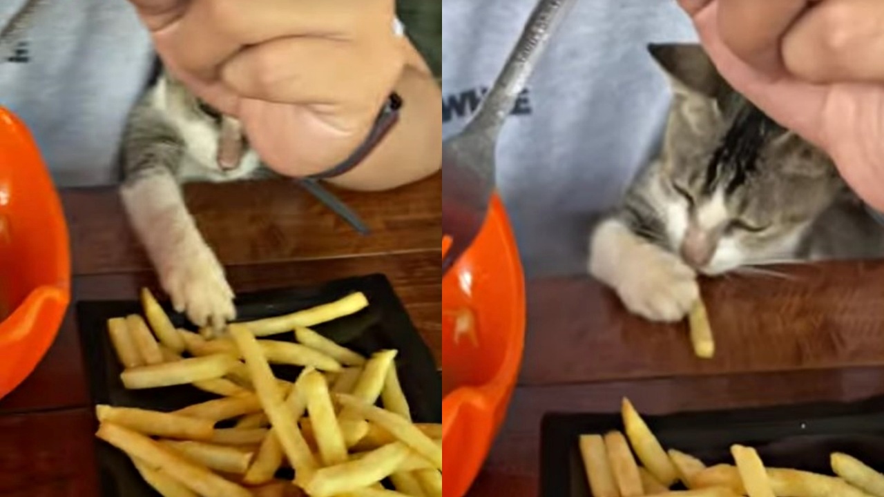 gatto e patatine fritte