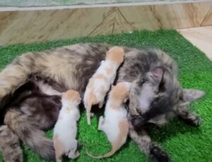 I gattini appena nati devono dire addio alla loro mamma, ma per loro le cose cambiano